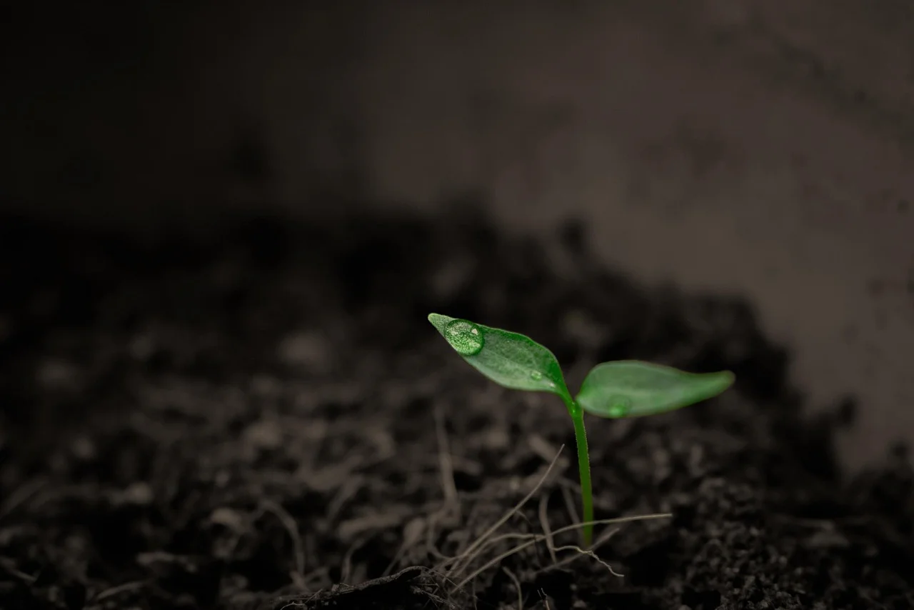 Bioremediacja gleby i oczyszczanie z metali ciężkich